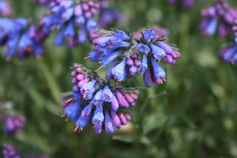 Moltkia petraea (Felsen-Moltkie)