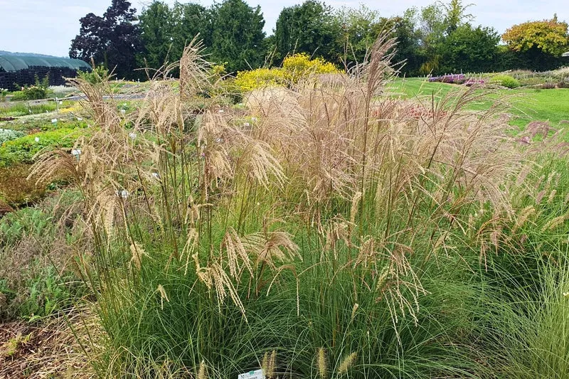 Miscanthus sinensis 'Serengeti' (Chinaschilf)
