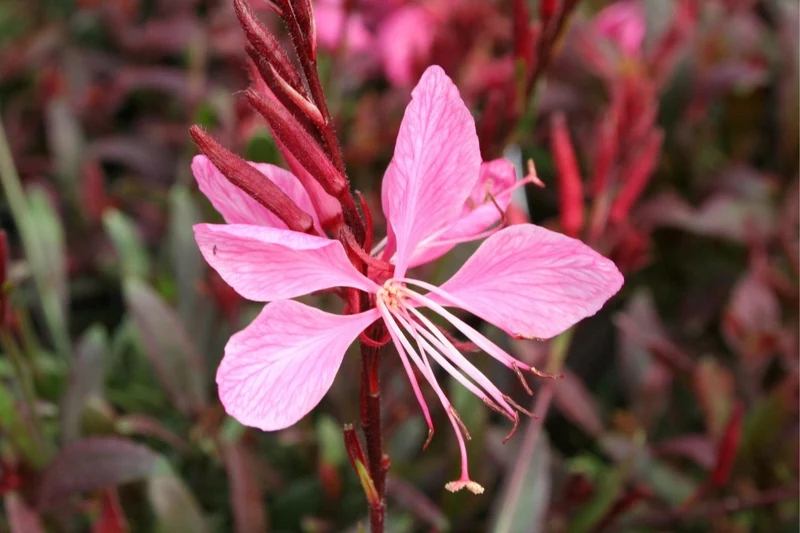 Gaura lindheimeri 'Sunset Dreams' (Prachtkerze)