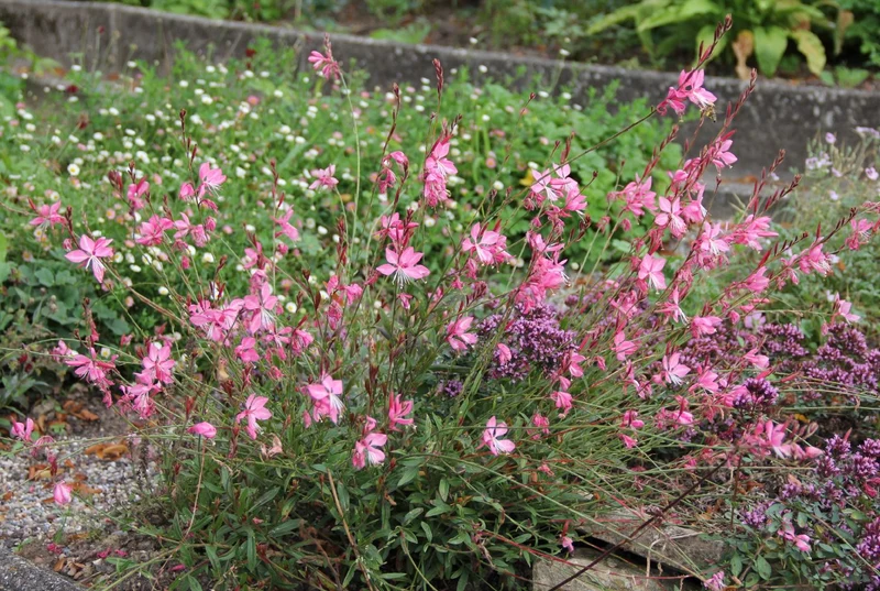 Gaura lindheimeri 'Sunset Dreams' (Prachtkerze)