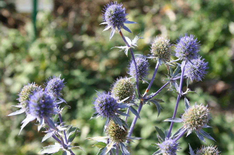 Eryngium planum 'Blauer Zwerg' (Kleiner Garten-Mannstreu)