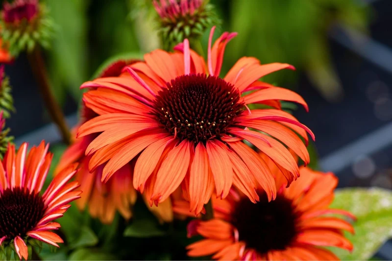 Echinacea 'Meditation Orange' ® (Scheinsonnenhut)