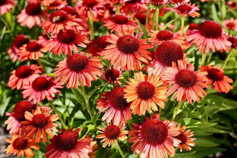 Echinacea 'Meditation Orange' ® (Scheinsonnenhut)