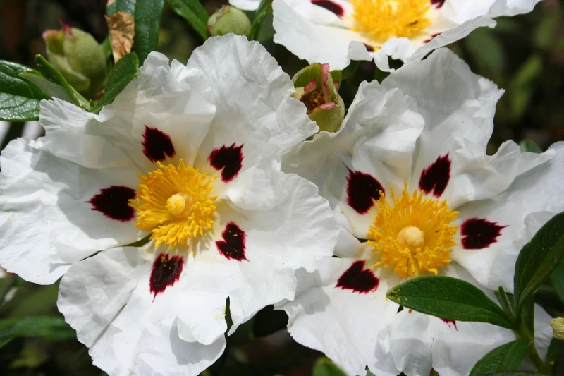 Cistus purpureus 'Alan Fradd' (Zistrose)