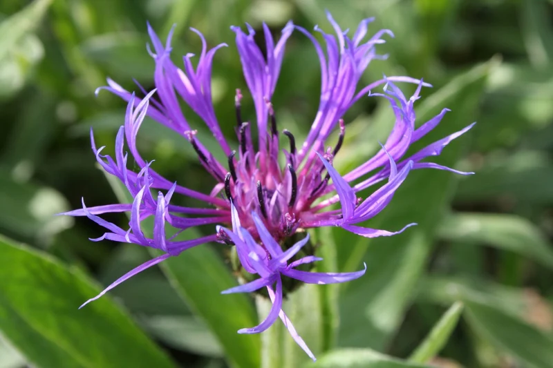 Centaurea montana 'Grandiflora' (Berg-Flockenblume)