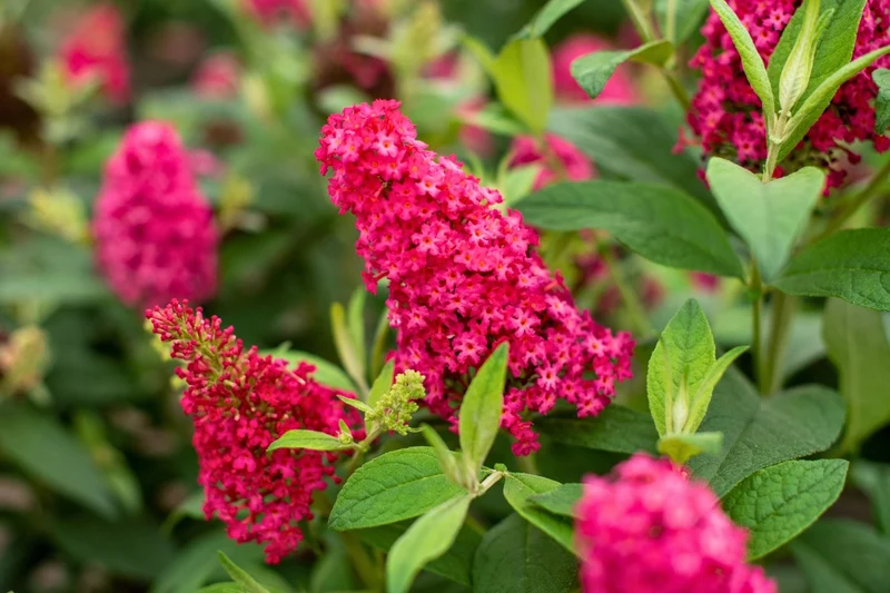 Buddleja davidii 'Butterfly Candy® Little Ruby' (Sommerflieder 'Butterfly Candy® Little Ruby')