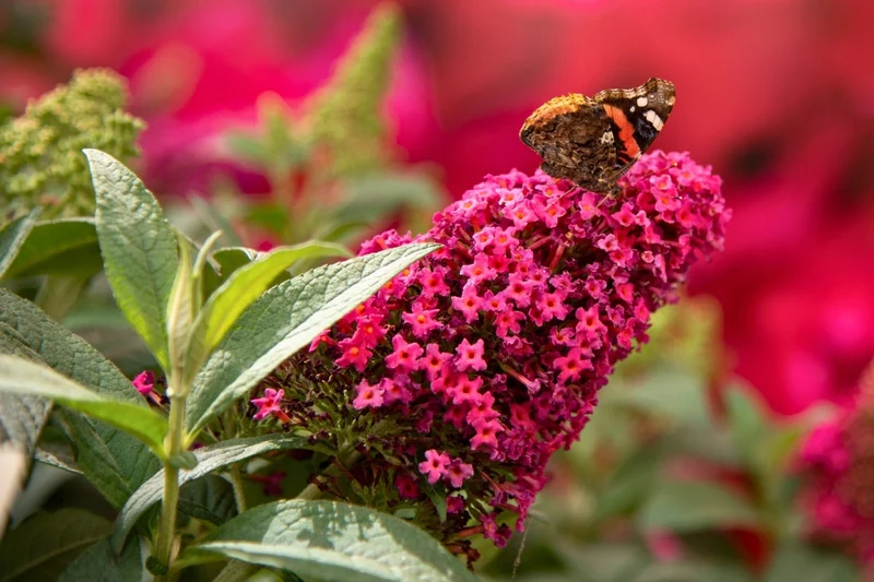 Buddleja davidii 'Butterfly Candy® Little Ruby' (Sommerflieder 'Butterfly Candy® Little Ruby')