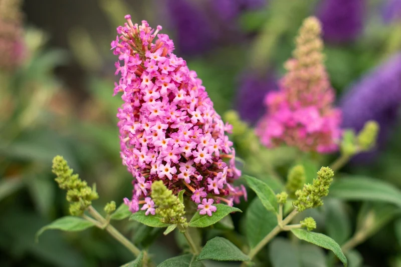 Buddleja davidii 'Butterfly Candy® Little Pink' (Sommerflieder 'Butterfly Candy® Little Pink')