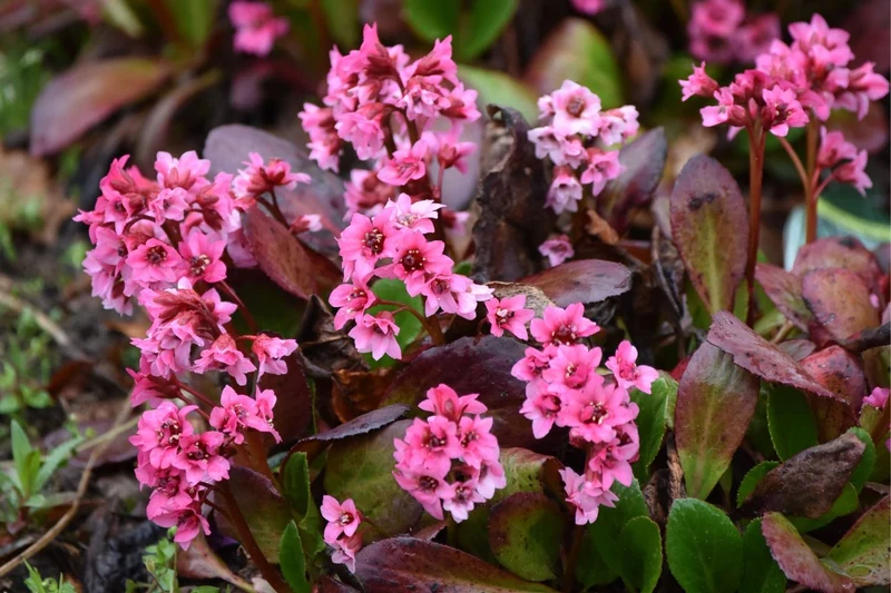 Bergenia cordifolia 'Flirt' ® (Bergenie)