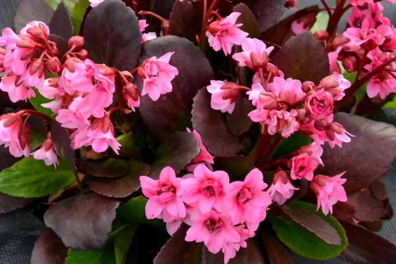 Bergenia cordifolia 'Flirt' ® (Bergenie)