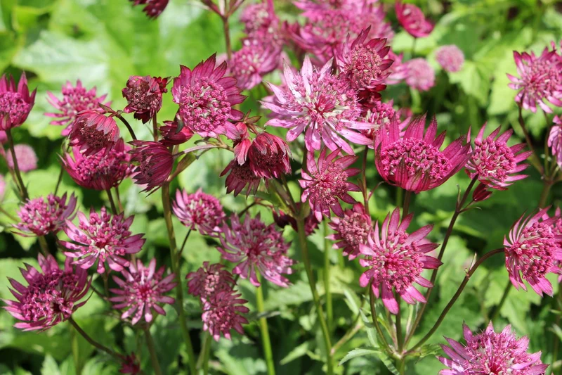 Astrantia major 'Claret' (Sterndolde)