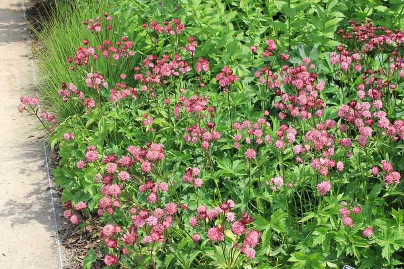 Astrantia major 'Claret' (Sterndolde)