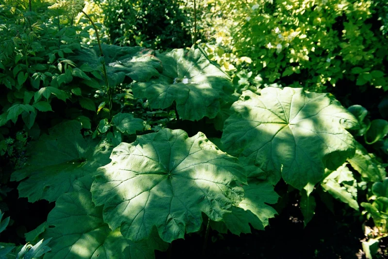 Astilboides tabularis (Tafelblatt)