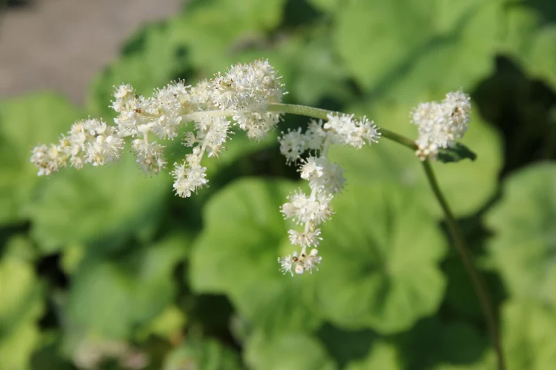 Astilboides tabularis (Tafelblatt)