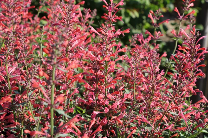 Agastache 'Kudos Coral' (Duftnessel)
