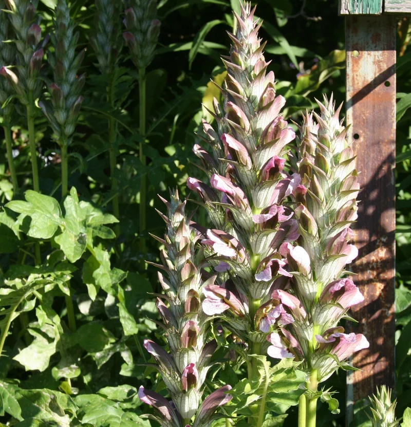 Acanthus hungaricus (Bärenklau)