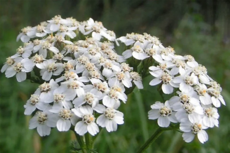 Grenzenlos wild (Wildpflanzencharme für Ihren Garten)