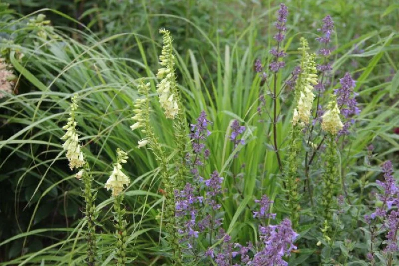 Grenzenlos wild (Wildpflanzencharme für Ihren Garten)