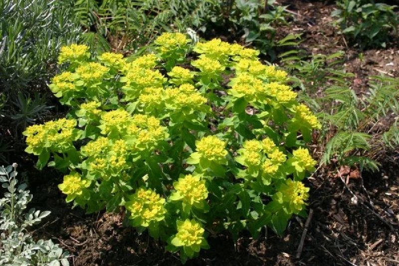 Grenzenlos wild (Wildpflanzencharme für Ihren Garten)