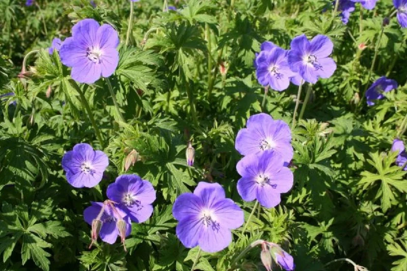Grenzenlos wild (Wildpflanzencharme für Ihren Garten)