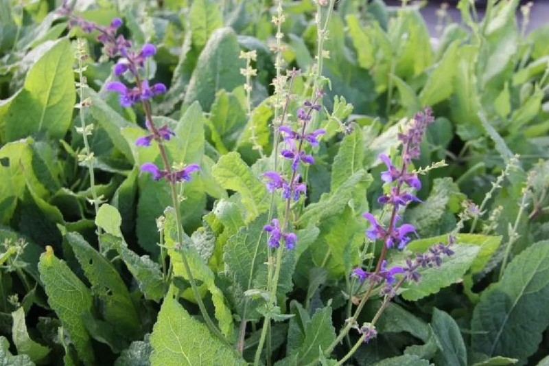 Grenzenlos wild (Wildpflanzencharme für Ihren Garten)