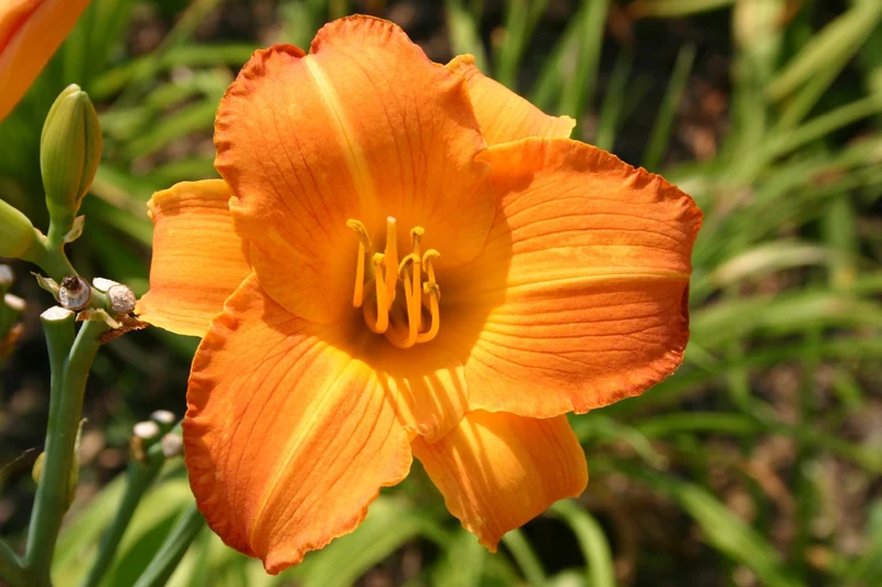 Hemerocallis 'Cologne Woodcarving' (Großblumige Taglilie)