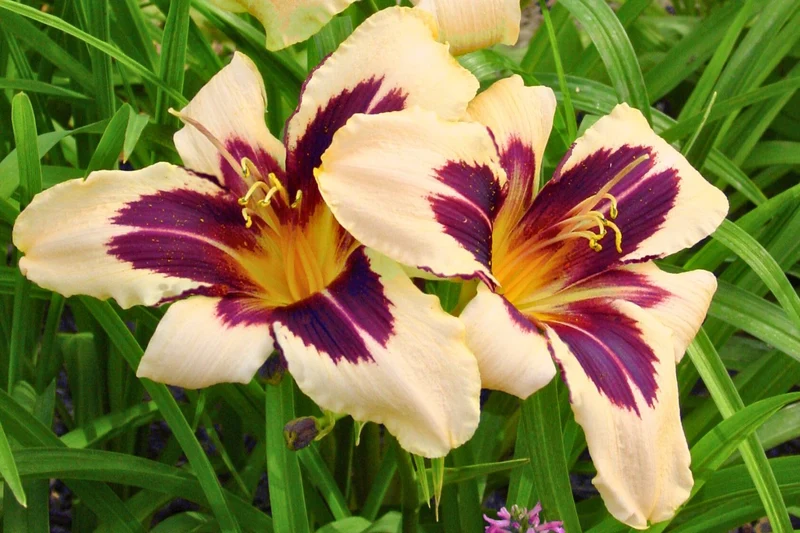 Hemerocallis 'Wild Horses' (Großblumige Taglilie)