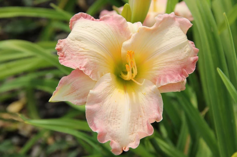 Hemerocallis 'Susan Weber' (Großblumige Taglilie)