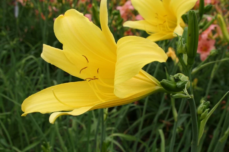 Hemerocallis 'Susan Threadwell' (Großblumige Taglilie)