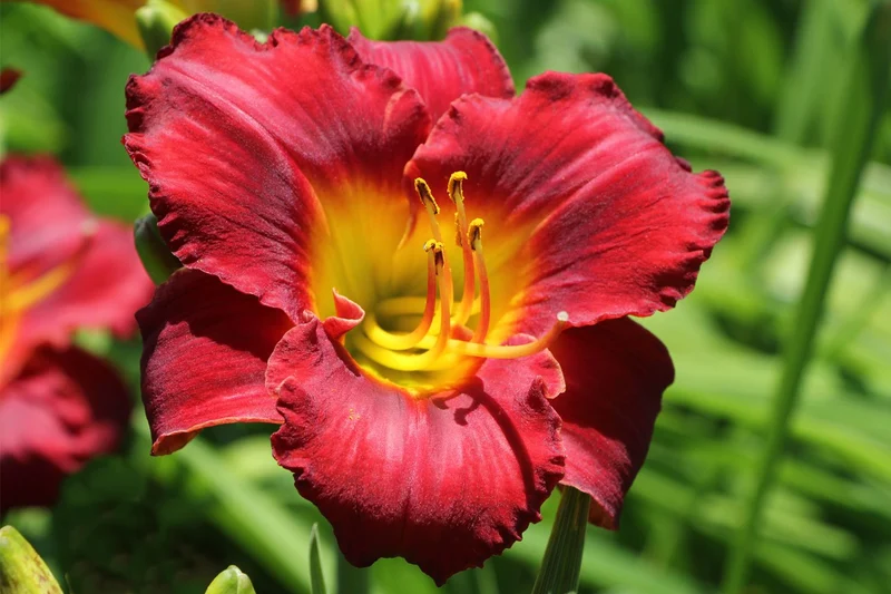 Hemerocallis 'Study in Scarlet' (Großblumige Taglilie)