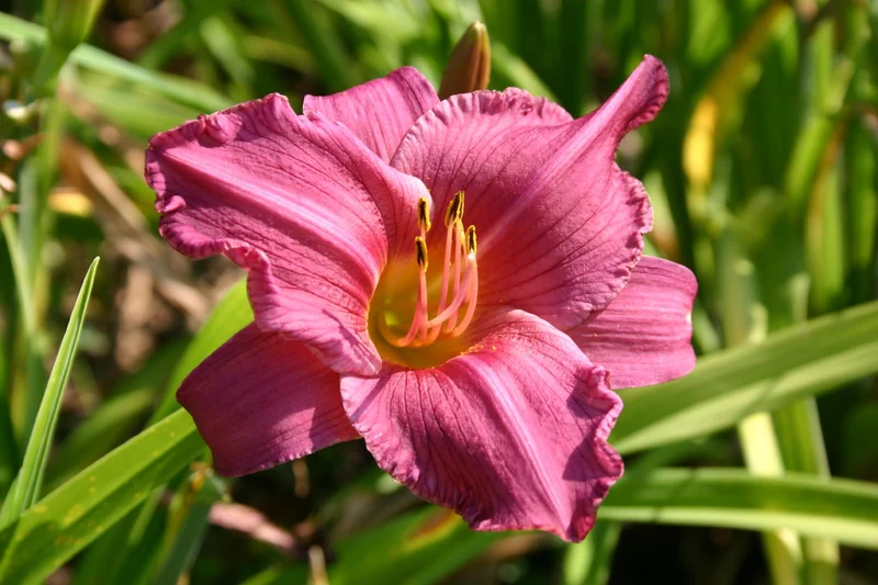 Hemerocallis 'Summer Wine' (Großblumige Taglilie)