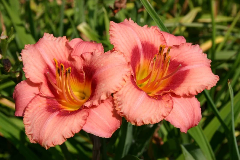 Hemerocallis 'Strawberry Candy' (Kleinblumige Taglilie)