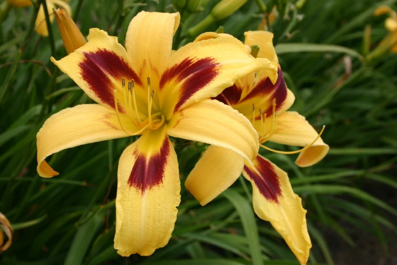 Hemerocallis 'Spectacular' (Großblumige Taglilie)