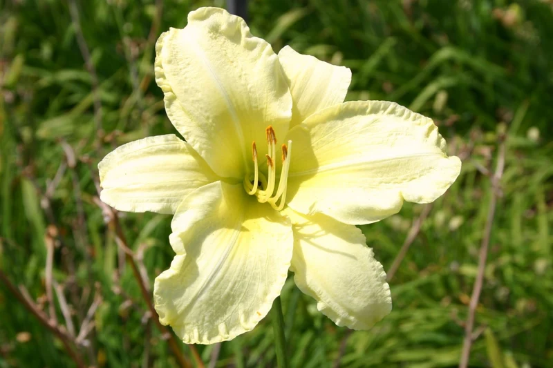 Hemerocallis 'So Lovely' (Großblumige Taglilie)