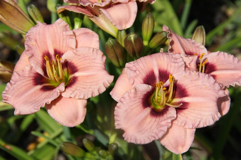 Hemerocallis 'Siloam Merle Kent' (Kleinblumige Taglilie)