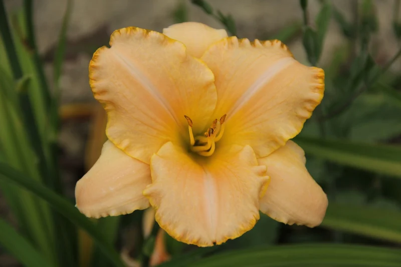 Hemerocallis 'Serena Sunburst' (Großblumige Taglilie)