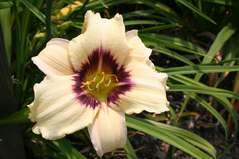 Hemerocallis 'Pandora's Box' (Kleinblumige Taglilie)