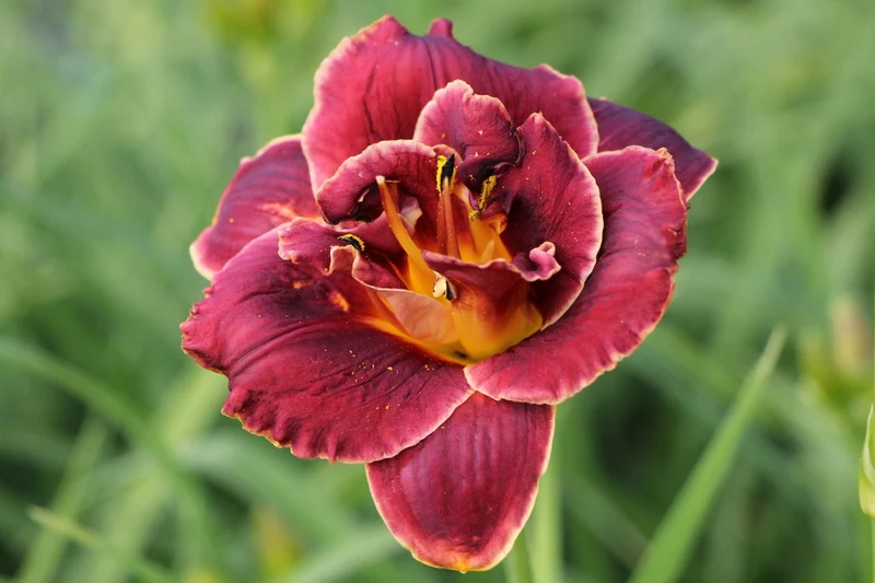 Hemerocallis 'Night Embers' (Großblumige Taglilie)