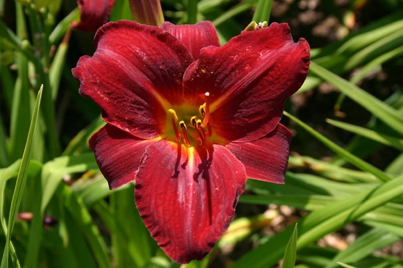 Hemerocallis 'Night Raider' (Großblumige Taglilie)