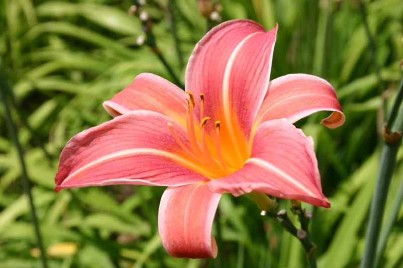 Hemerocallis 'Neyron Rose' (Großblumige Taglilie)