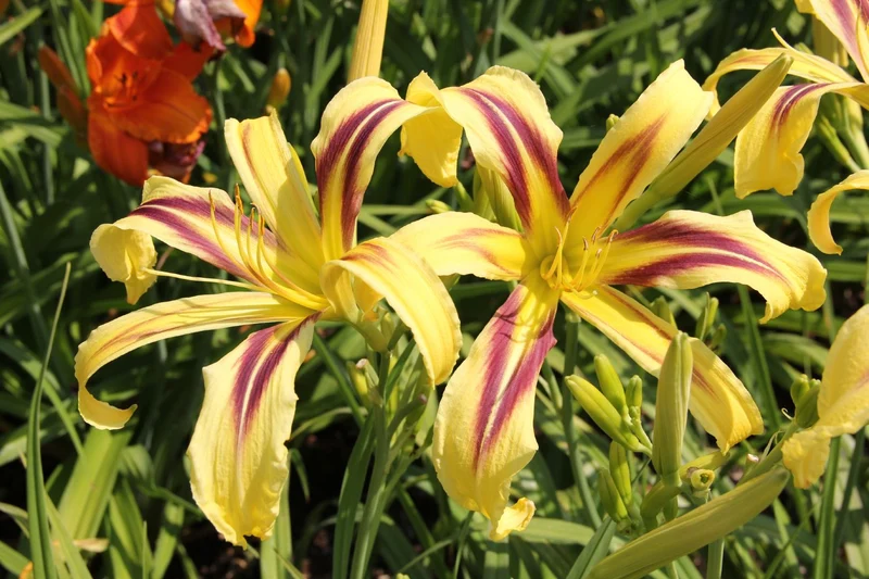 Hemerocallis 'Marked by Lydia' (Großblumige Taglilie)