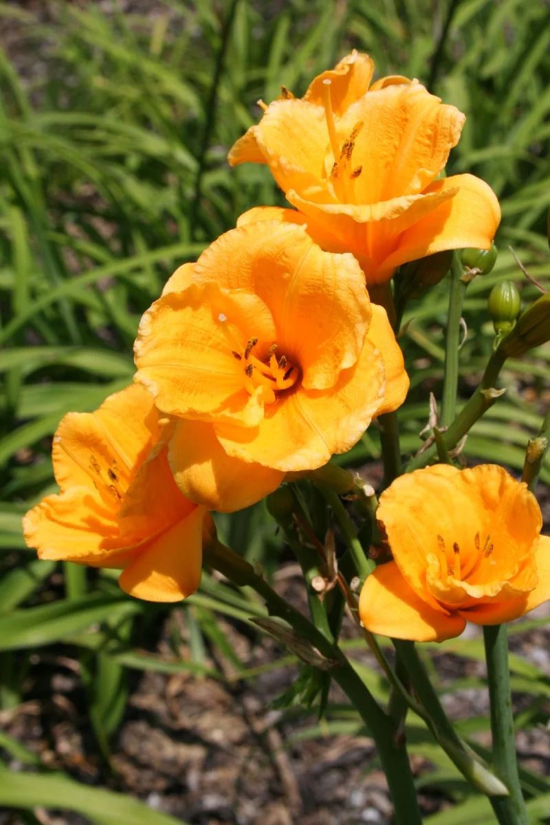 Hemerocallis 'Knick Knack' (Miniaturblütige Taglilie)