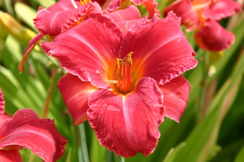 Hemerocallis 'Jay' (Großblumige Taglilie)