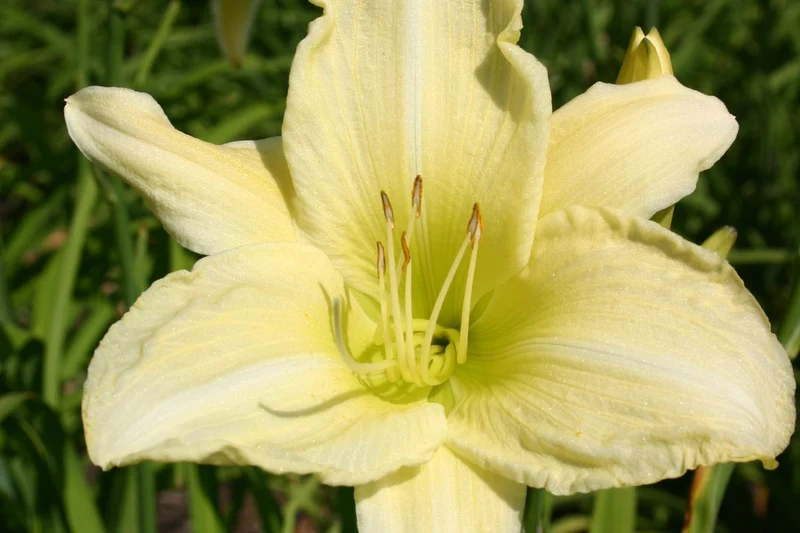 Hemerocallis 'Ice Carnival' (Großblumige Taglilie)