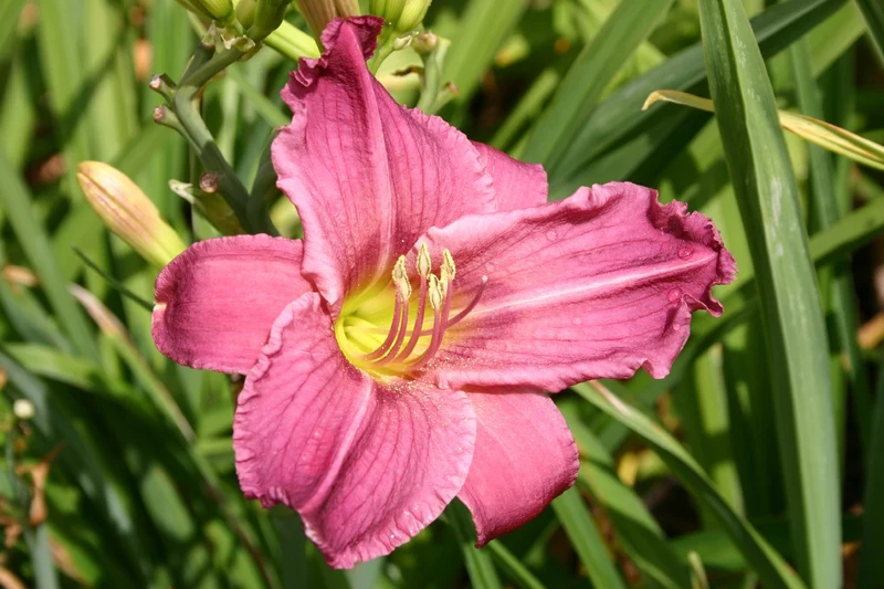 Hemerocallis 'Hundredth Anniversary' (Großblumige Taglilie)
