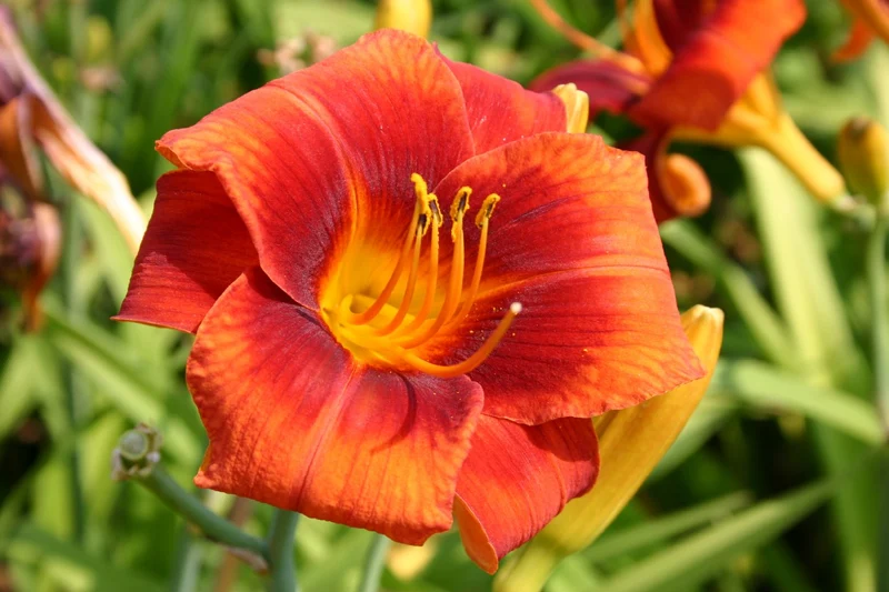 Hemerocallis 'Hot Town' (Großblumige Taglilie)