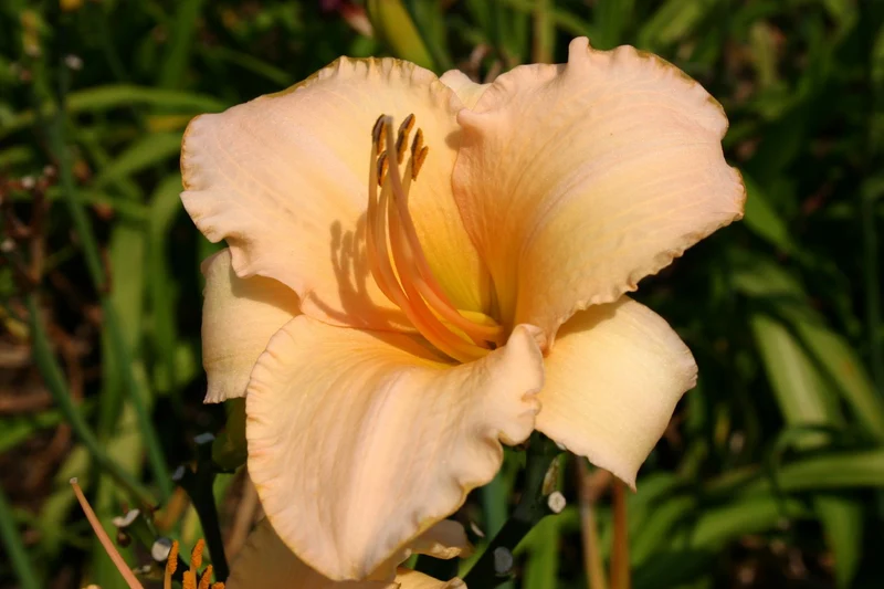 Hemerocallis 'Helle Berlinerin' (Großblumige Taglilie)