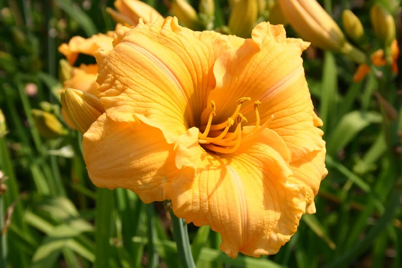 Hemerocallis 'Golden Scroll' (Großblumige Taglilie)