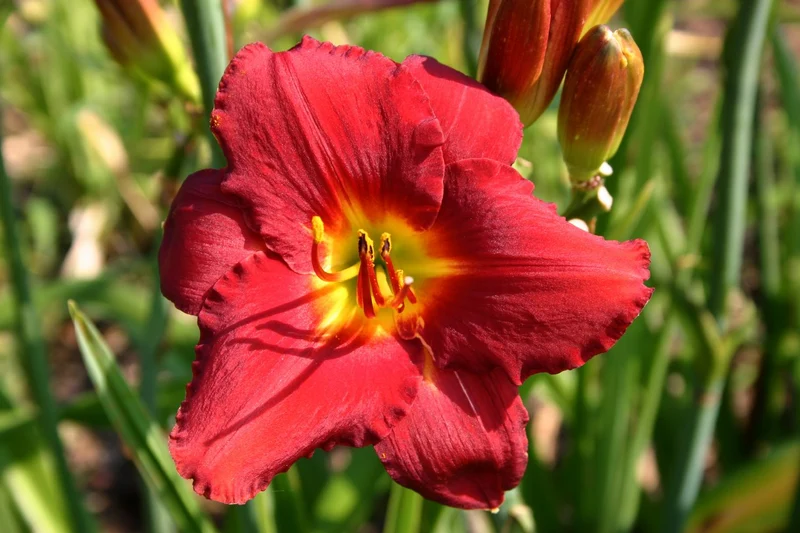 Hemerocallis 'Frederik' (Großblumige Taglilie)