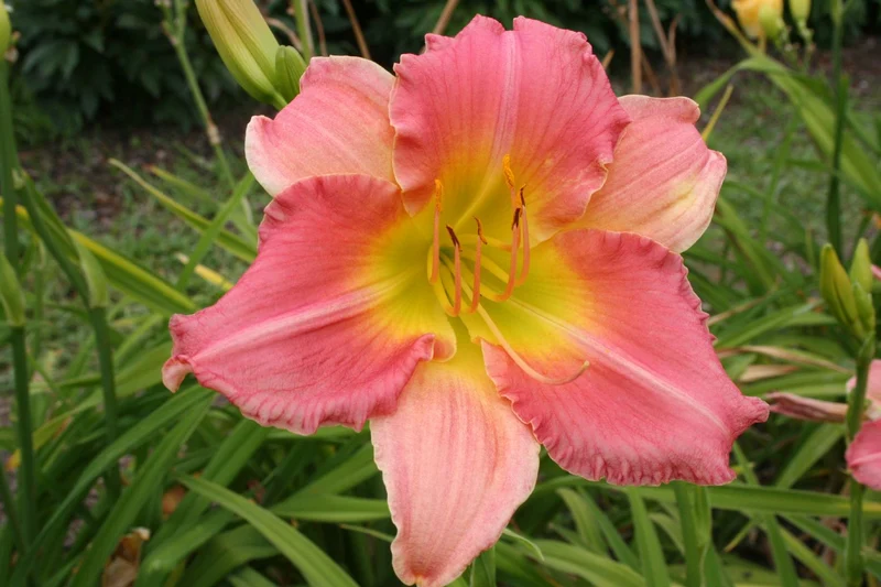 Hemerocallis 'Final Touch' (Großblumige Taglilie)